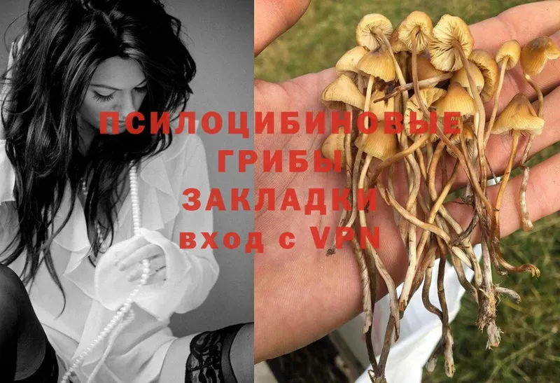 Псилоцибиновые грибы Magic Shrooms  Лыткарино 